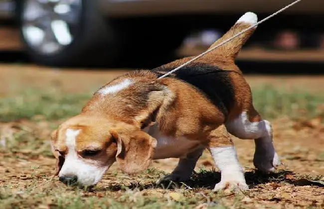 Beagle has great tracking abilities