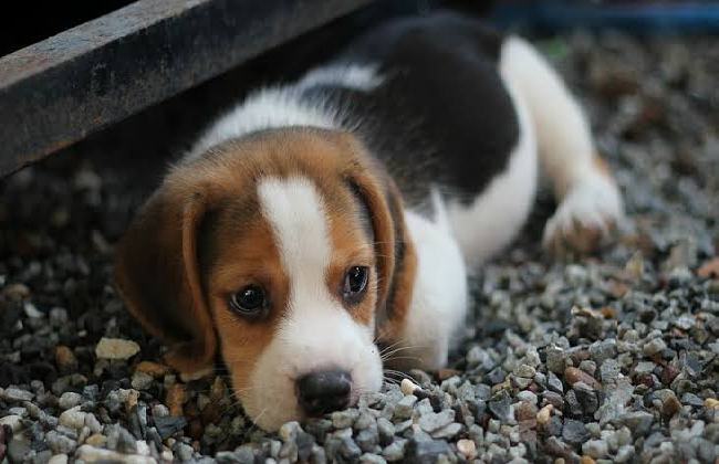 How To Identify A Pure Breed Of Beagle