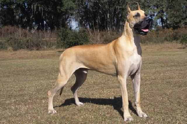 Great Dane - Best guard dogs