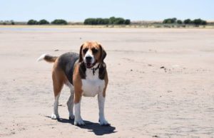 How Big do Beagles Get