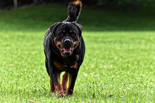 10 Best Guard Dogs For Home Security