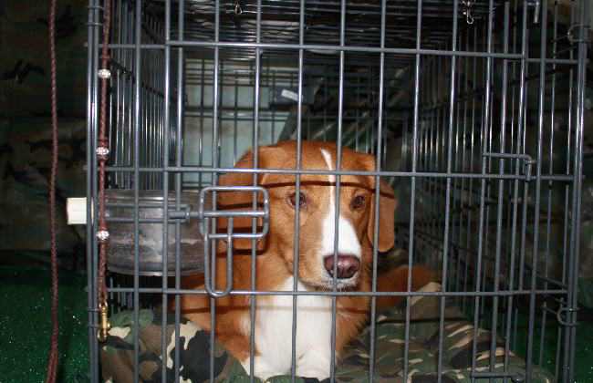 Train your beagle to remain in Crate - How to Train a Beagle to Stay At home alone