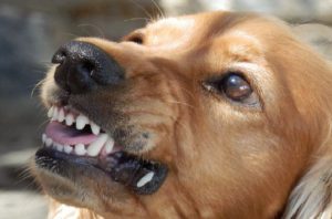 Why are dogs aggressive?