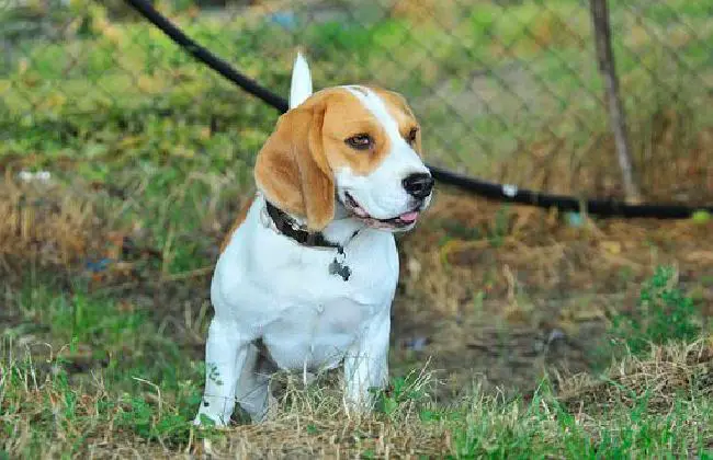 beagle - How to Handle a Destructive Beagle