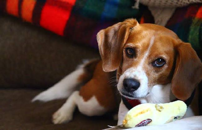 beagle chew toy - How to Handle a Destructive Beagle