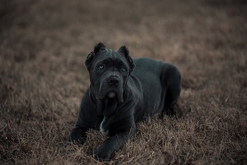American Bandog - powerful dogs that will defeat a wolf