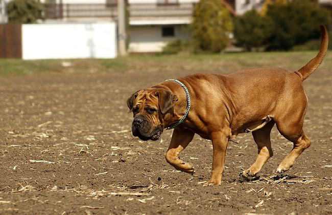 Boerboel - powerful dogs that will defeat a wolf