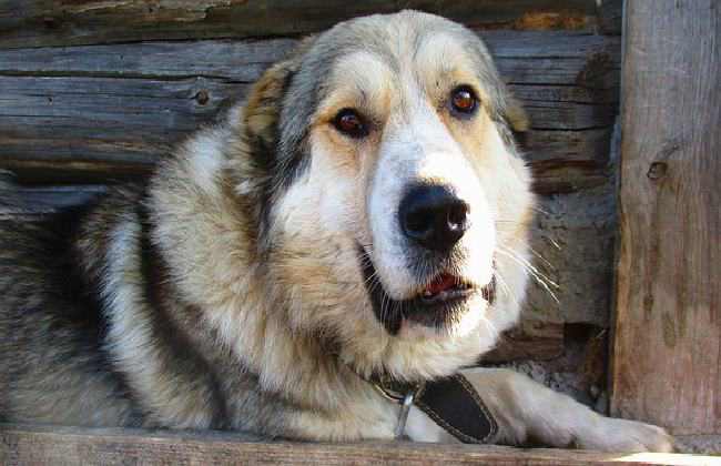 Caucasian shepherd - powerful dogs that will defeat a wolf