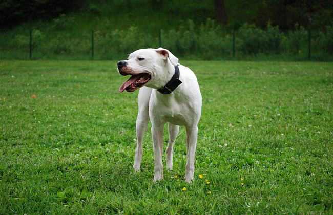 Dogo Argentino - powerful dogs that will defeat a wolf