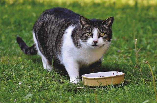 In Search of Food - Why do cats find new home