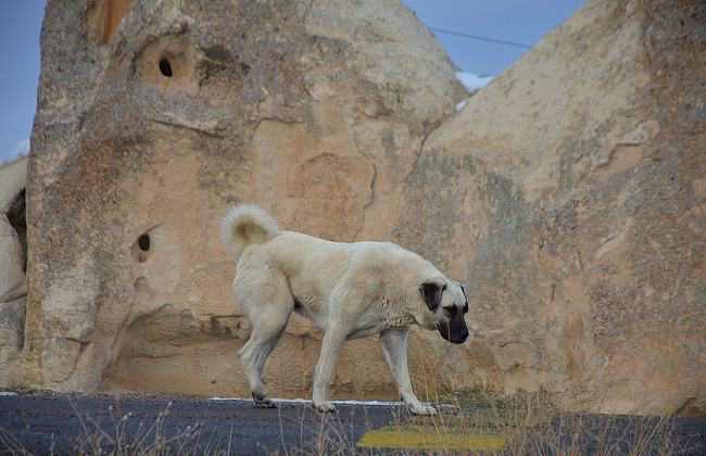 Kangal - powerful dogs that will defeat a wolf
