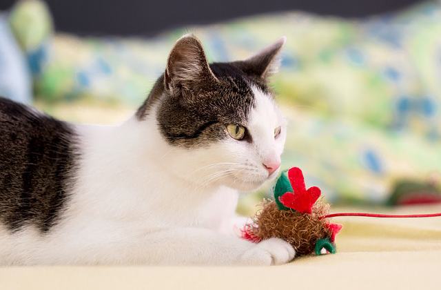 Getting good play toys for your cats - Stop a cat running away