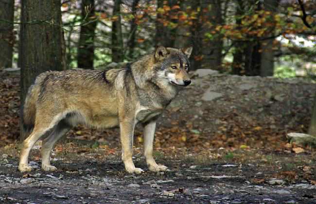 Powerful Dogs That Will Defeat A Wolf