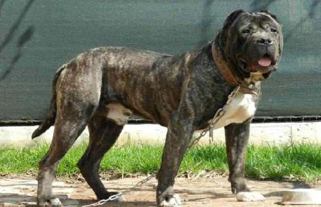 Presa Canario - powerful dogs that will defeat a wolf
