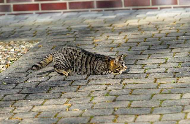 Why female cats run away from home