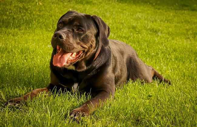 cane corso - powerful dogs that will defeat a wolf