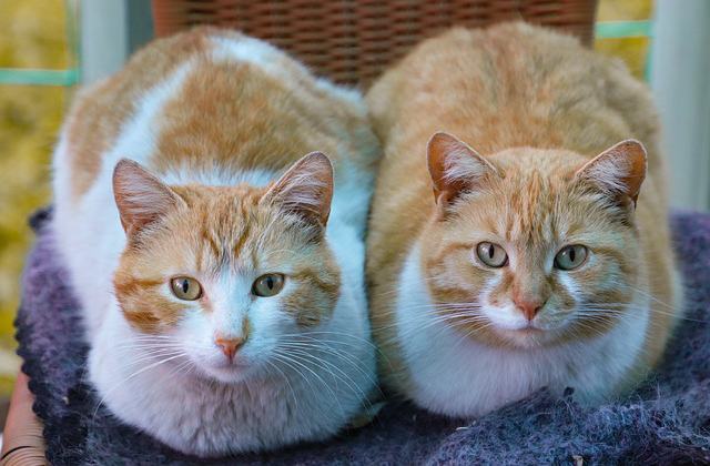 Reproductive reasons - Why Male Cats Run Away From Owners 