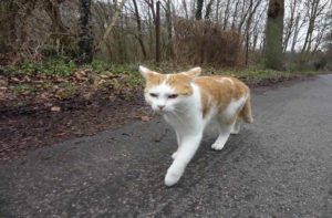 Stop A Cat Running Away