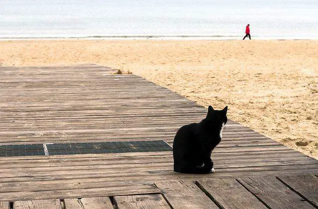 things that can make lost cats never come back - 10 things to do to find a lost cat 