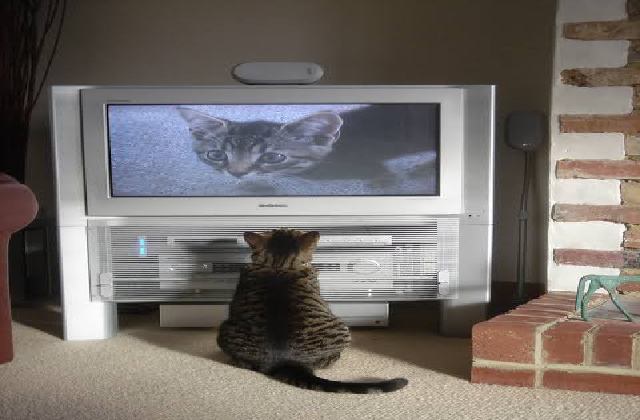 Cat watching Tv - Stop a cat running away