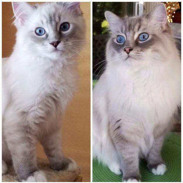 Ragdoll color progression Bailey Blue a Blue Lynx at 4 months and 14 months loved by Nancy. (this image is a sole property of Jenny Dean, creator of Floppycats.com)