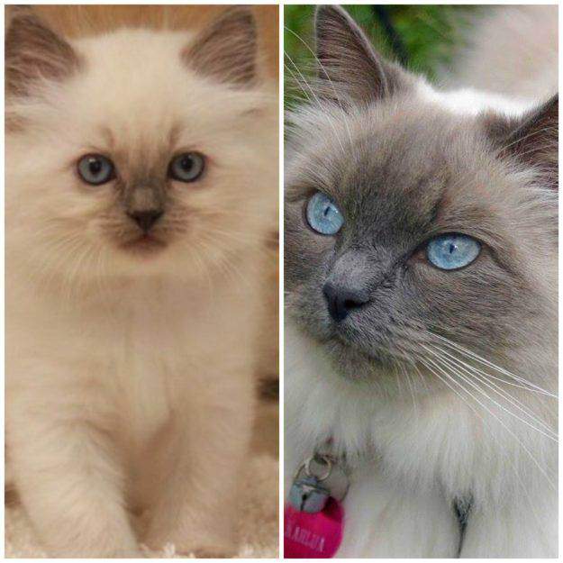 Ragdoll color progression Kahlua a blue color point Ragdoll loved by Jane Approx 6 weeks and 2 years. (this image is a sole property of Jenny Dean, creator of Floppycats.com)