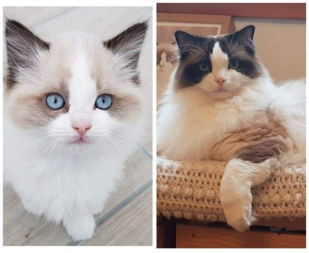 Ragdoll color progression Seal Bicolor at 9 weeks and 3 years (this image is a sole property of Jenny Dean, creator of Floppycats.com)
