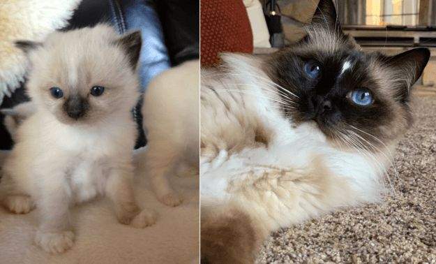 Ragdoll color progression Seal Mitted 5 weeks and then 4 years old (this image is a sole property of Jenny Dean, creator of Floppycats.com)