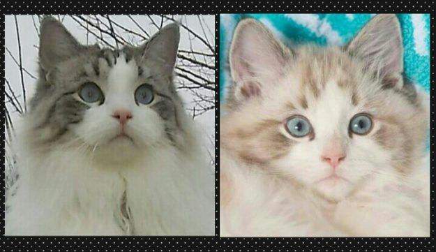 Ragdoll color progression Seal Lynx loved by Angela 3.5 years and 8 weeks (this image is a sole property of Jenny Dean, creator of Floppycats.com)
