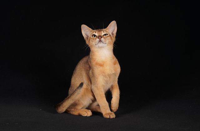 Kitten - Abyssinian Cat Compared to Other Cat Breeds