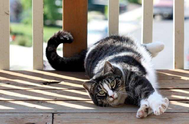 Calm - American Shorthair Cat vs popular cats