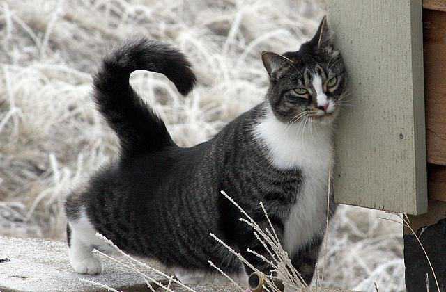 American Shorthair Cat vs popular cats