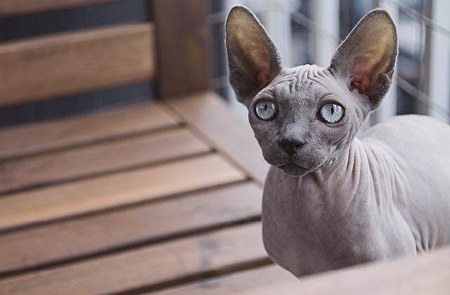 Calm - Sphynx Cat Compared to Popular Cats