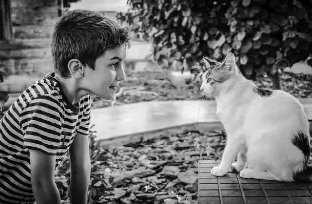 Your kids may be cat lovers - Why Are Cats Attracted To My house?