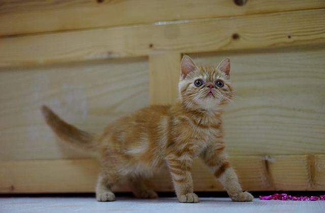 Exotic Shorthair kitten - Exotic shorthair vs Other Cats
