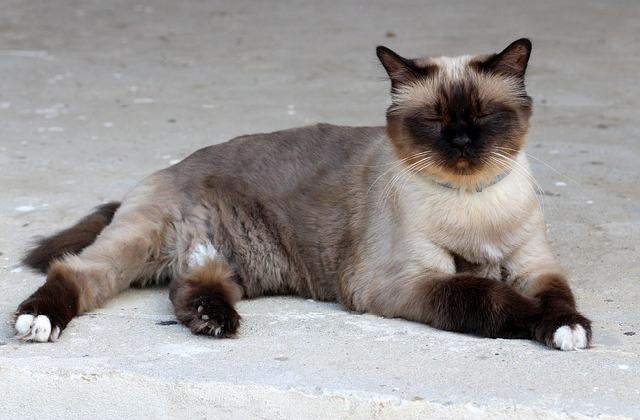 Calm Burmese - Burmese Cat vs other popular cats