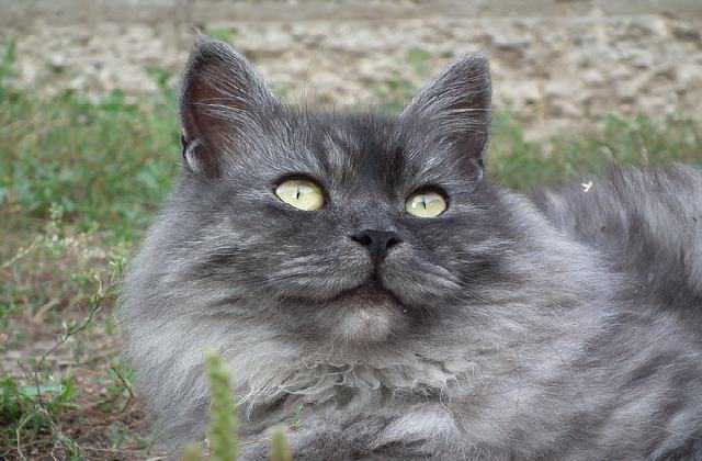 Siberian Cat Size Comparison vs 16 Popular Cats