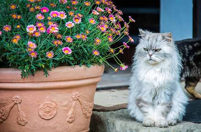 Persian Cat watching (Persian Cat vs Normal Cat) 