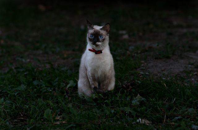 Outdoor cat - Burmese Cat vs other popular cats