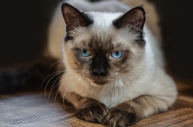 Ragdoll Cats Resting - What Health Problems do Ragdoll Cats Have