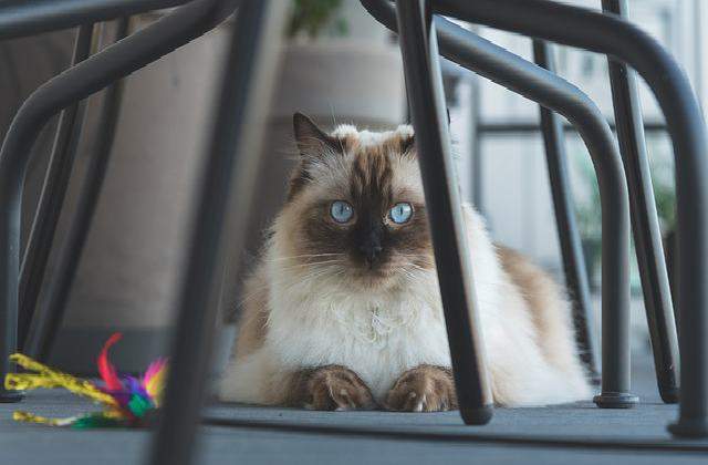 Ragdoll - What Health Problems do Ragdoll Cats Have