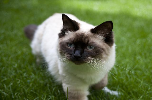 What Health Problems do Ragdoll Cats Have