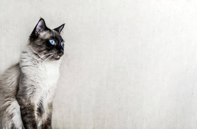 Ways to make up with your Ragdoll - Can Ragdoll Cats Be Left Alone