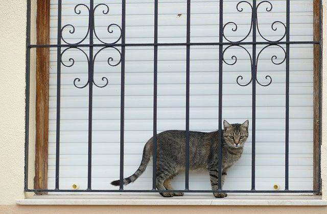 Cat-proofing your home - Home Remedies to Keep Cats Away