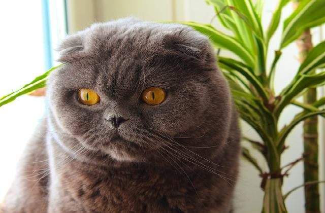 Lonely Scottish fold cat - Scottish Fold Cat size compared to popular cats