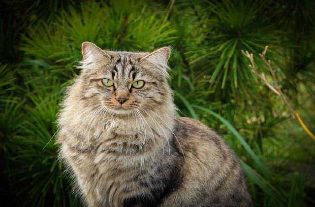 Smart Siberian Cat Size Comparison