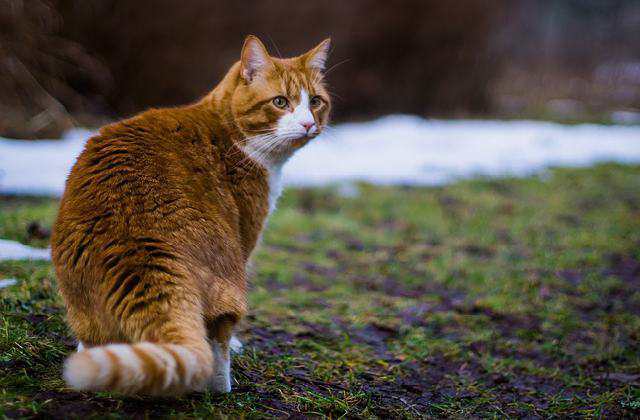 Lonely Siberian Cat - Siberian Cat Size Comparison vs 16 Popular Cats