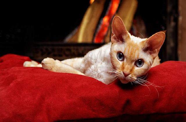 Devon Rex Cat Compared to other Popular Cats