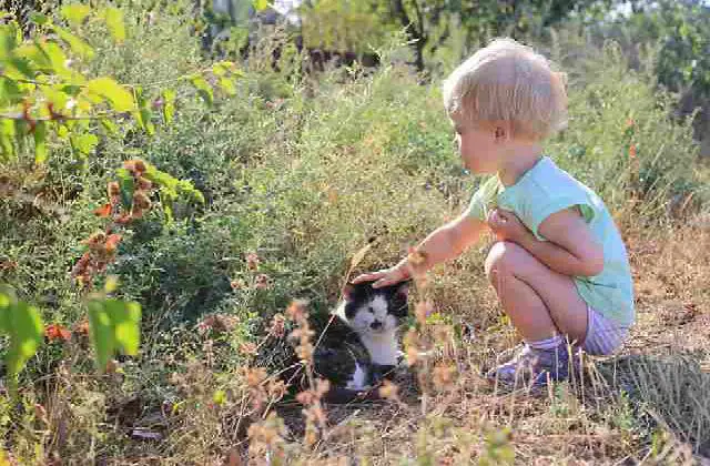 Your kids might be feeding these cats in your absence - Why Are Cats Attracted To My house?