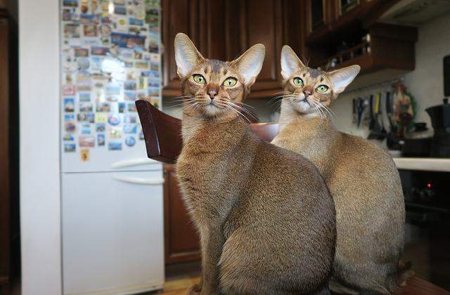 Abyssinian Cat Compared to Other Cat Breeds